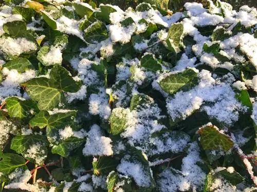 Odporne odmiany bluszczu: które odmiany wytrzymują zimno?