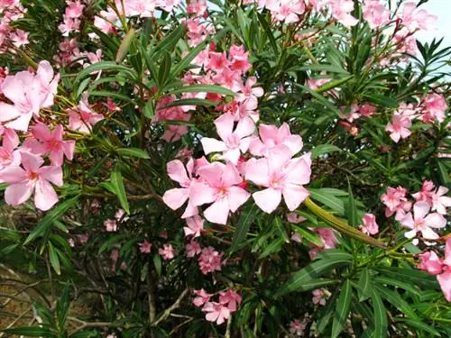 Delande oleander: Vad bör du vara uppmärksam på när du förökar?