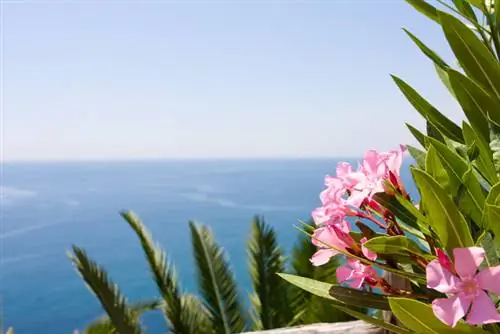 Oleander temperaturen onder het vriespunt