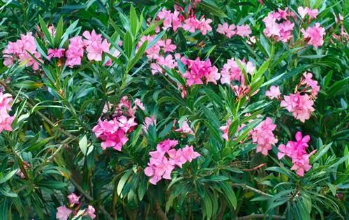 Oleander: why does it have dry leaves and what to do?