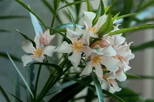 Oleander suhi izdanci