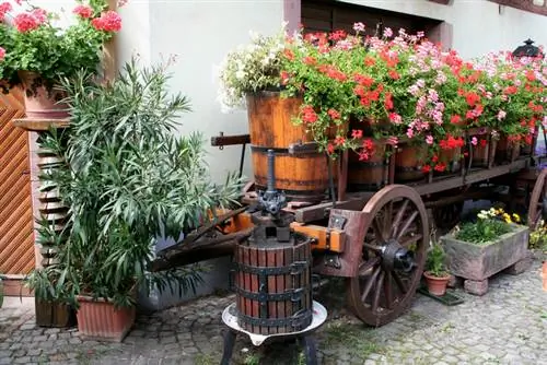 Փոխպատվաստել oleander