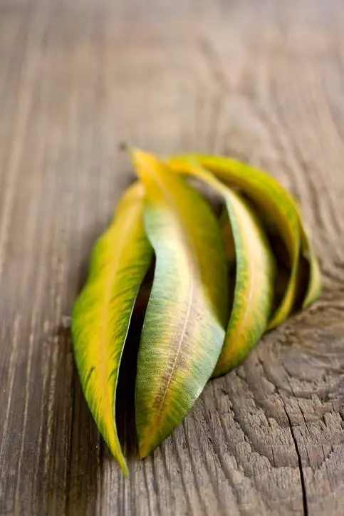 Oleander amekufa