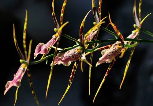 Sombra de orquídea aranha