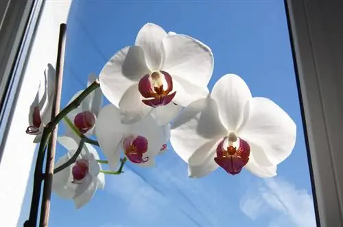 ventana de orquídeas