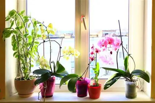 Phalaenopsis температурасы