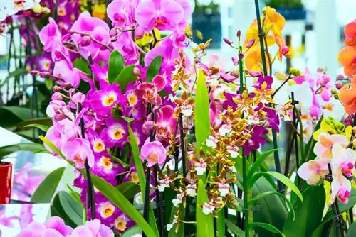 Orchids in profile - compact facts worth knowing