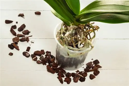 Repotting Orchids: Tips for Dealing with Aerial Roots