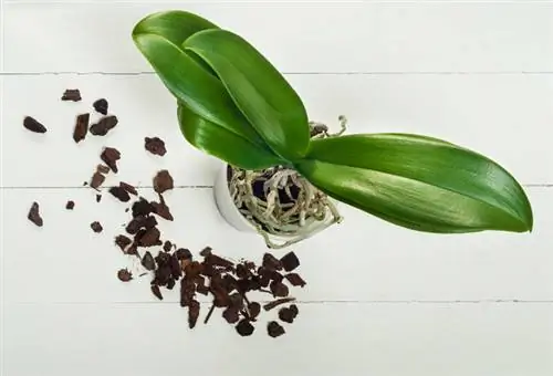 Caring for an orchid without flowers