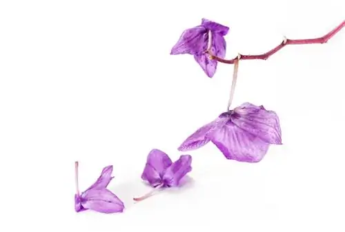 L'orchidea appassita