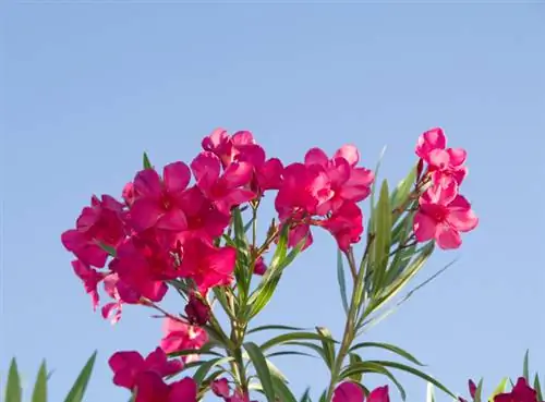 Oleander menggugurkan daunnya