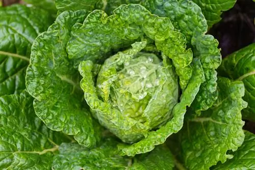 Plant savoy cabbage: Grow and harvest successfully