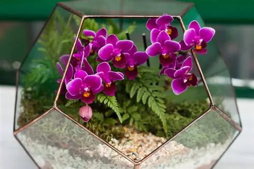 Orquídeas en el terrario: los mejores tipos y consejos para su cuidado