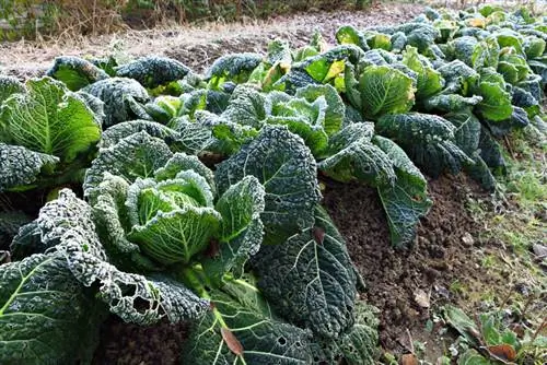 Panoramica delle varietà di cavolo verza: quale si adatta al tuo giardino?