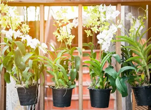 Orchids with wilted leaves? Tips for saving exotic animals