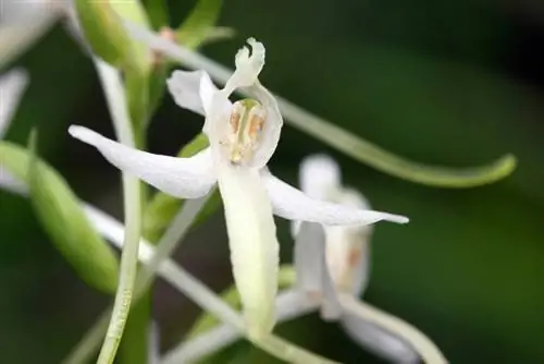 Geada de orquídeas