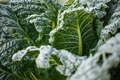 Hardy Savoy cabbage varieties: protective measures against frost