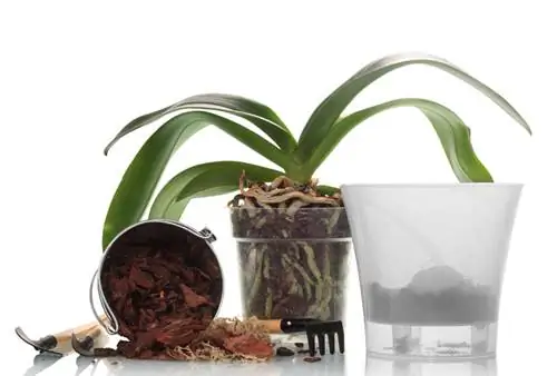 Vaso per orchidee traslucido