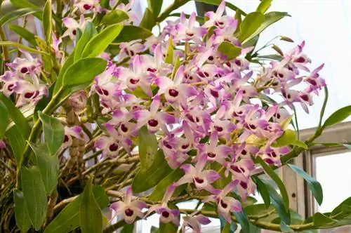 Dendrobium nobile priežiūra