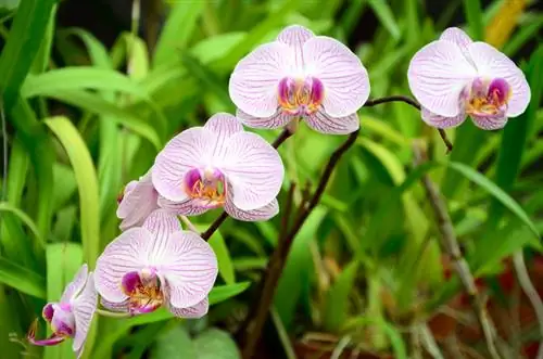 Cura dell'orchidea farfalla: consigli per piante sane