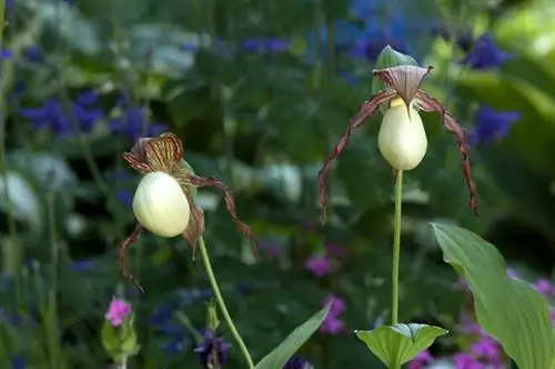 Giardino paradisiaco con orchidee selvatiche: consigli per la cura professionale