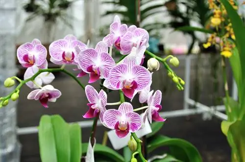 Orchidée papillon plongeante