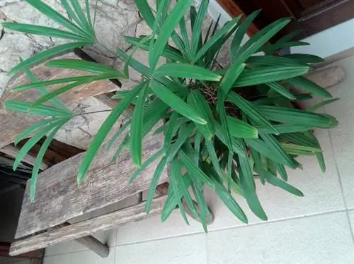 Pruning indoor palms