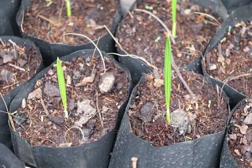 Úspěšně množte pokojové palmy: metody a tipy