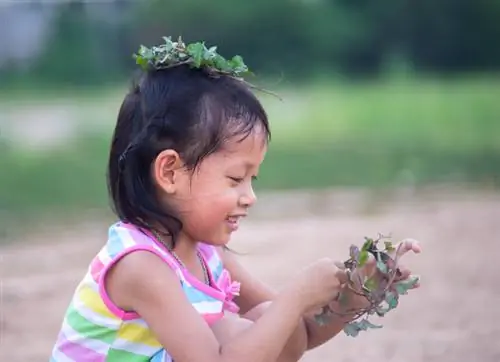 Is it safe to eat ivy? Risks and warnings