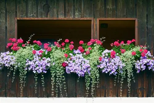 Lierre dans la boîte du balcon