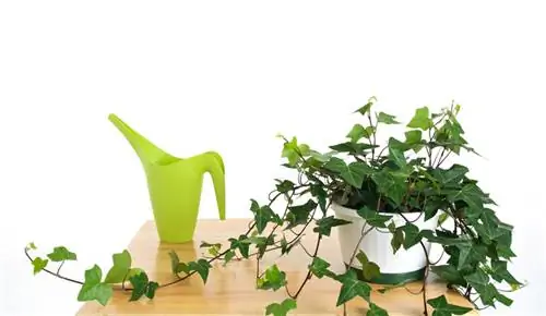 Water ivy correctly: Tips for garden and house plants