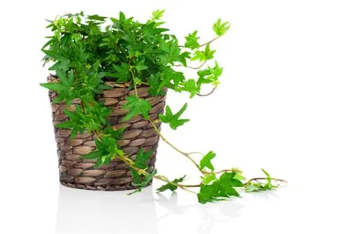 Ivy potted plant