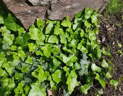 Gebruik klimop in die tuin: voordele en moontlike gebruike