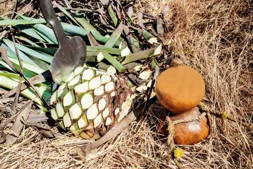 Agave: Berkemungkinan beracun atau tidak berbahaya? Fakta