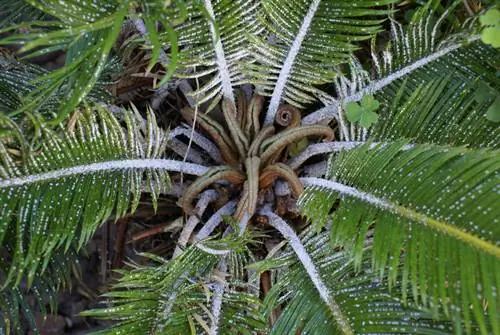 Serangan kutu pokok palma