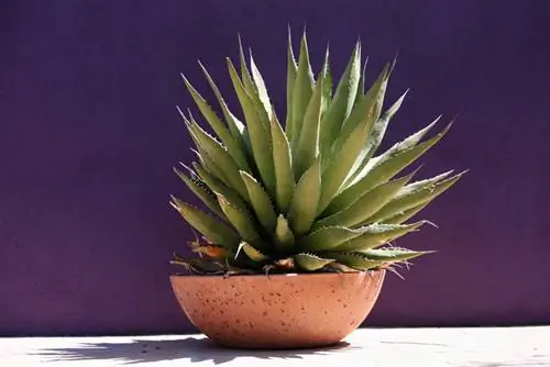 Agave d'acqua