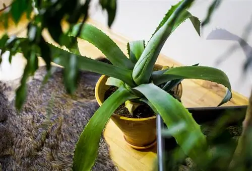 Agave in die winter