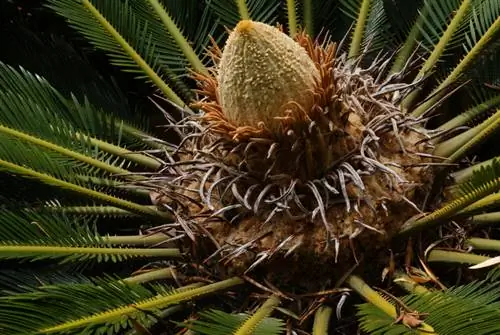 Palme da interno in fiore: tutto sui tempi e sui colori della fioritura