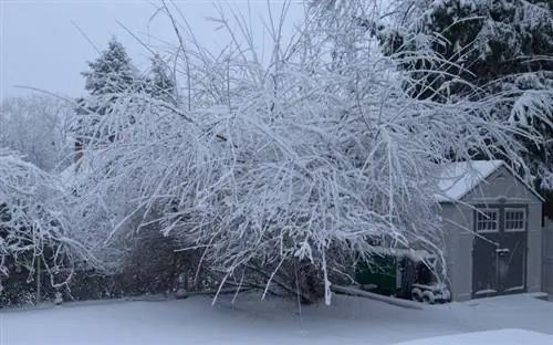 Adelfa que pasa el invierno en una maceta: así es como funciona