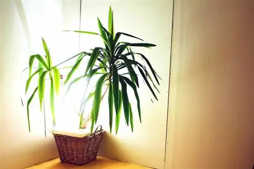 Indoor palm: poisonous or harmless? What you should pay attention to