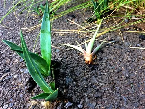 Esquejes de agave