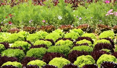 Andijvie planten en oogsten: tips voor het kweken ervan