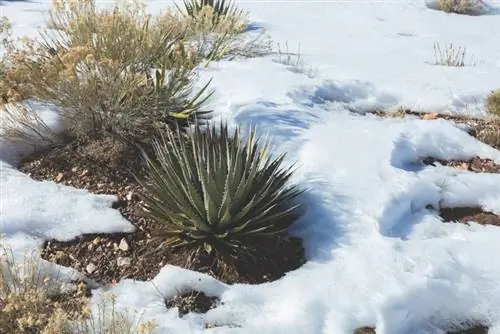 L'agave hiverne à l'extérieur