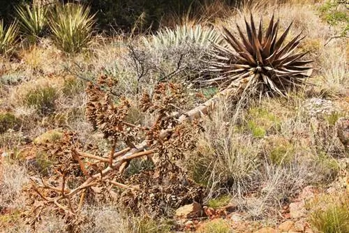 Agave blom