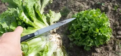 Couper correctement les endives : c'est comme ça, c'est simple et rapide