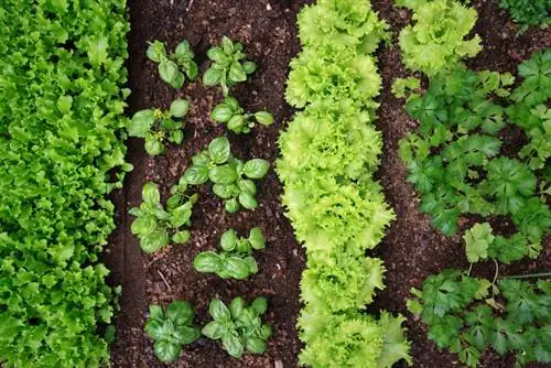 Sowing endives Sowing endives