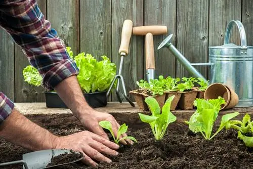 Distància de plantació d'enciams