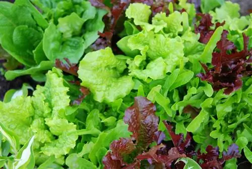 Lettuce: 30 different varieties and their harvest times