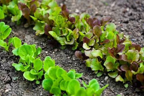 Plantning af salat: instruktioner til din egen have