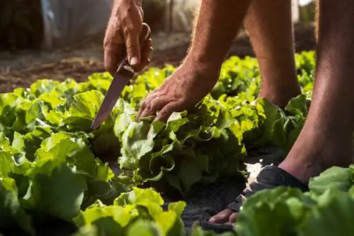 Época de cosecha de lechuga: ¿Cuándo es el momento adecuado?